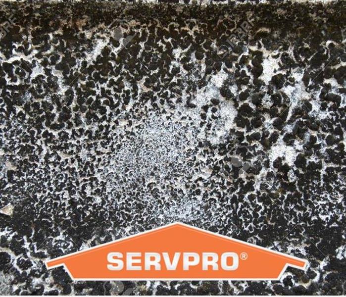 Mold growth with SERVPRO logo
